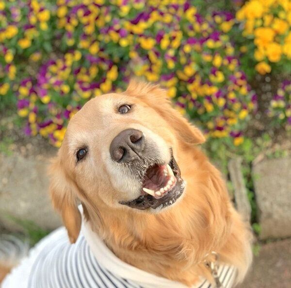 笑顔のきなこちゃん