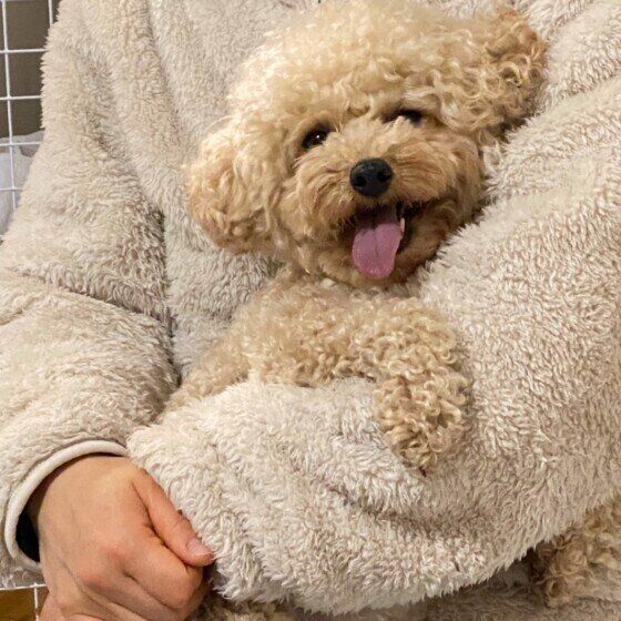 抱っこされるトイ・プードル