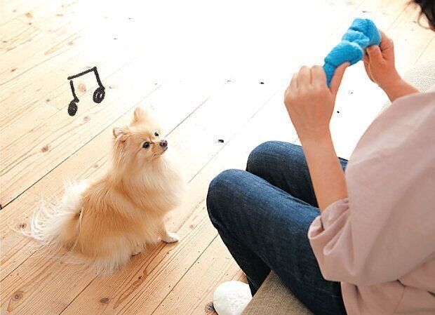 飼い主を見つめる犬