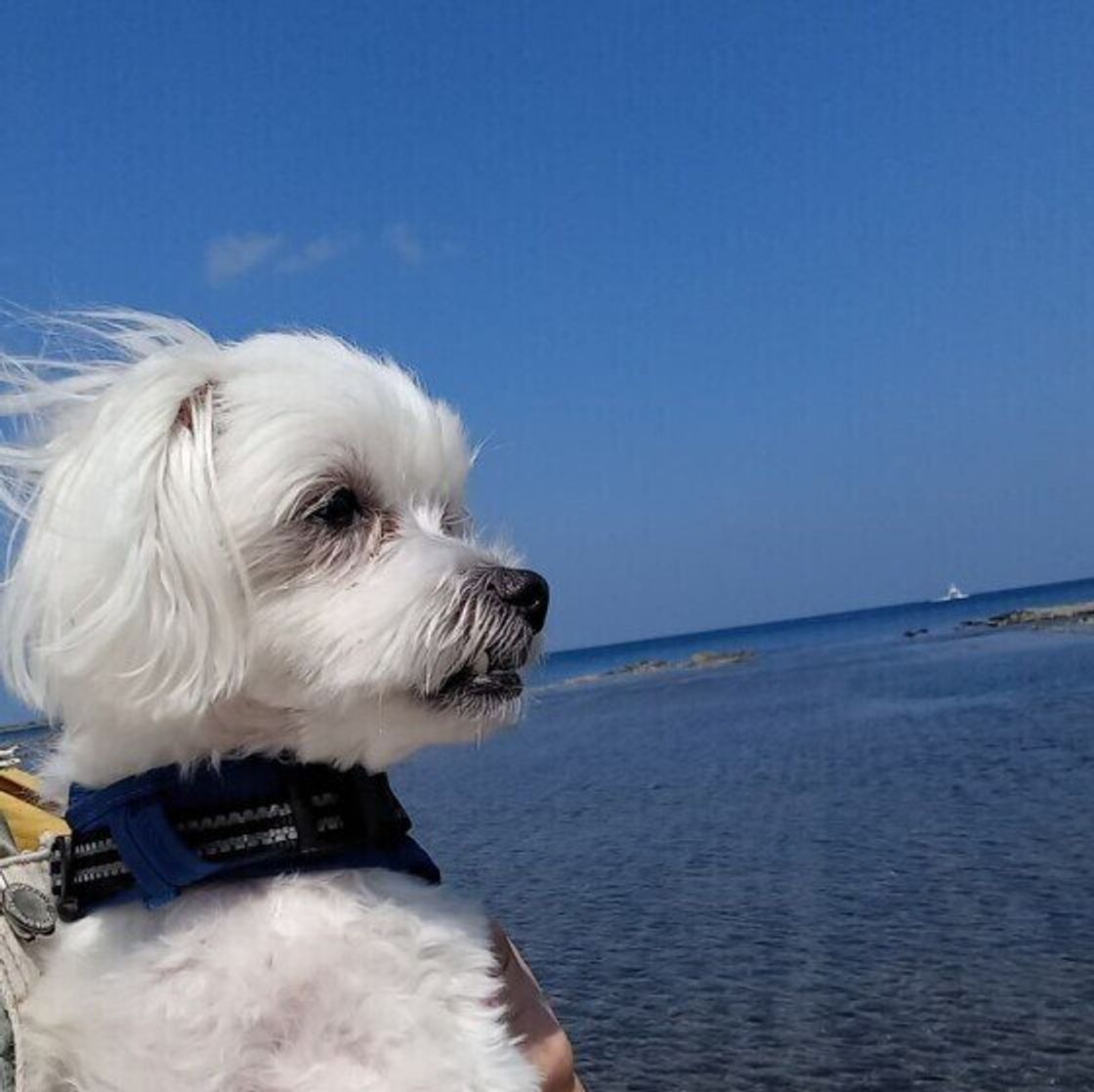 獣医師監修 犬の子宮蓄膿症 症状と治療 手術の費用やメリット デメリット いぬのきもちweb Magazine 獣医師監修 犬の子宮蓄膿症 症状と治療 手術の費用やメリット デメリット いぬのきもちweb Magazine