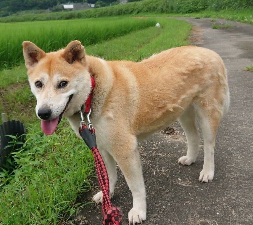 ボランティアをしていた飼い主さんと散歩に出たチョウちゃん