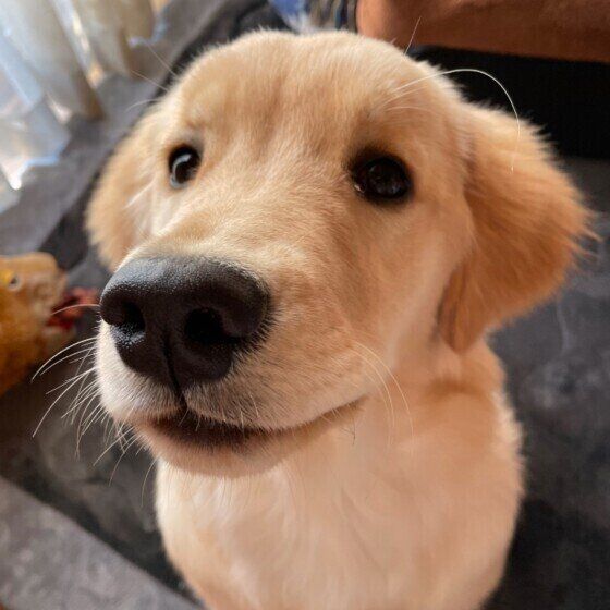 ゴールデン・レトリーバーの紀伊ちゃん