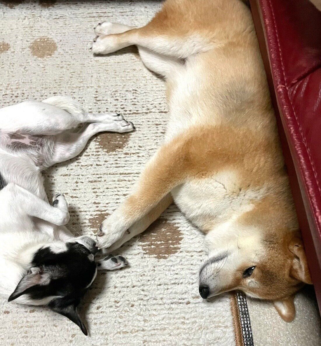 寝転がるあずきちゃん、いくらちゃん