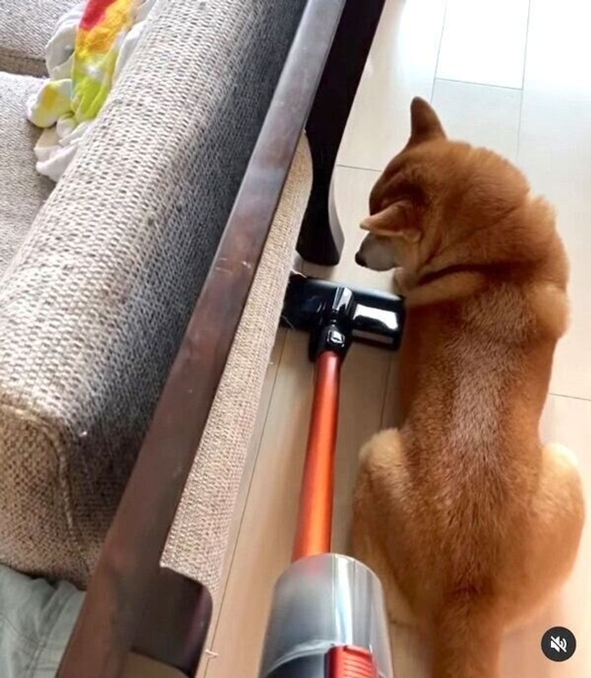 ボクは動きません 掃除機が近くにきてもまったく動じない柴犬の反応が笑える いぬのきもちweb Magazine ボクは動きません 掃除機が近くにきてもまったく動じない柴犬の反応が笑える いぬのきもちweb Magazine