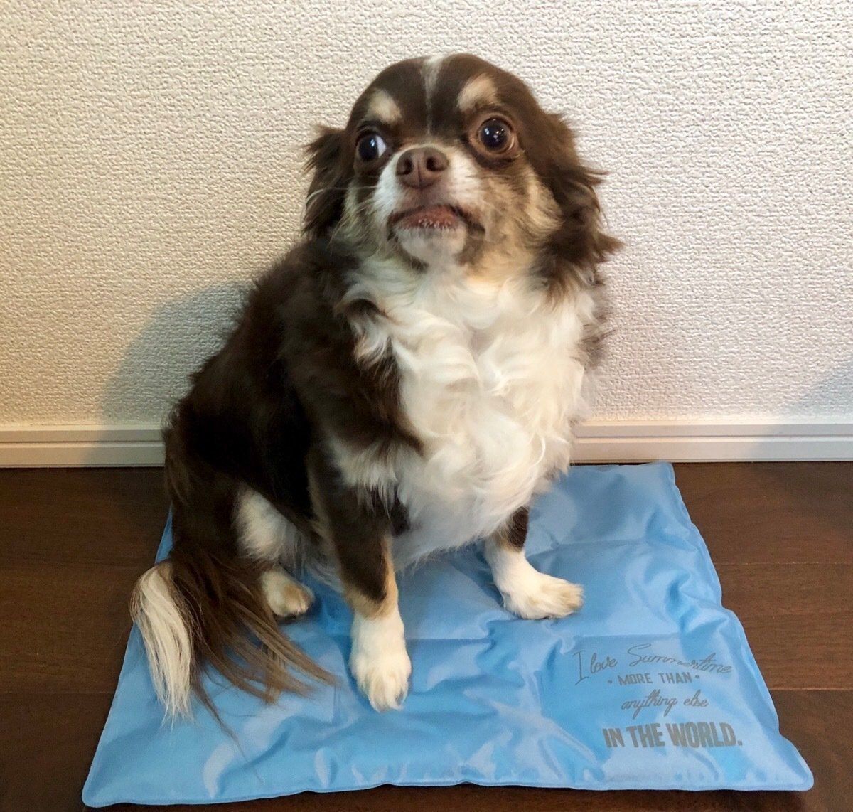 ペット保冷ジェルシートでドヤ顔