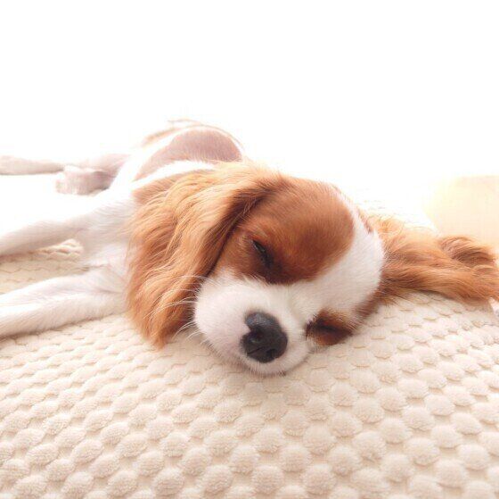 お昼寝中のキャバリア・キング・チャールズ・スパニエル