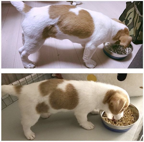 ごはんを食べるジャック・ラッセル・テリア