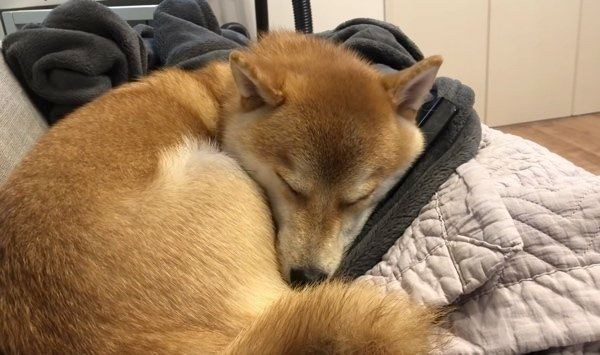 リモコンを枕にする柴犬