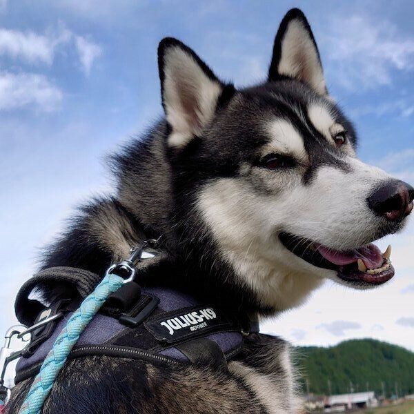 おさんぽ中に振り向くクロノくん