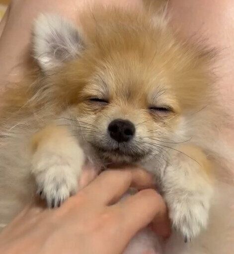 目をつぶるたぬくん