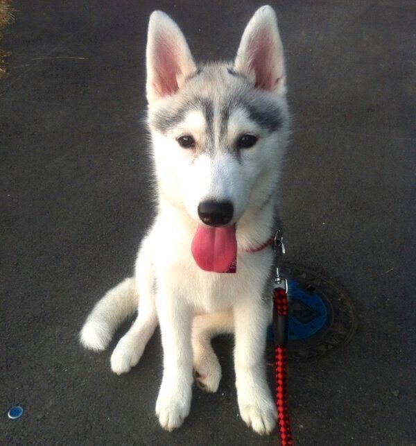 眉毛があるシルビアちゃん