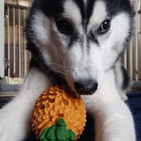 シベリアン・ハスキー