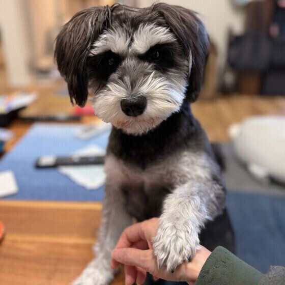 犬が前足でちょいちょいしてくる理由 犬の手招きするしぐさと気持ちとは？ いぬのきもち