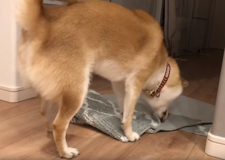 マットでいたずらする犬