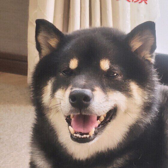 柴のぐん太くん