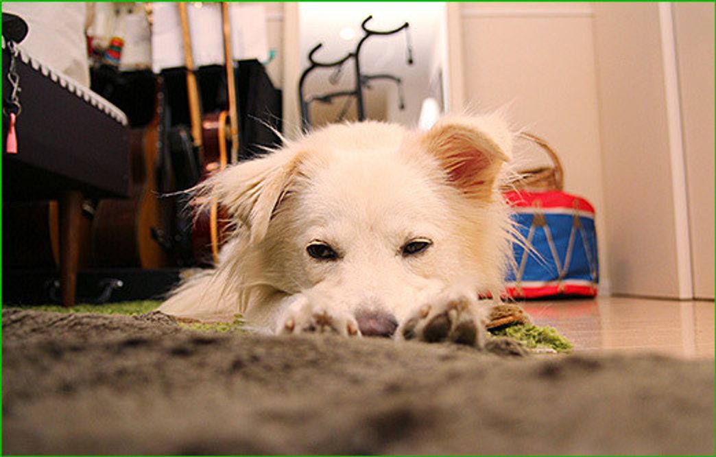 犬はなぜ悪夢を見るのか 穴澤賢の犬のはなし いぬのきもちweb Magazine 犬はなぜ悪夢を見るのか 穴澤賢の犬のはなし いぬのきもちweb Magazine