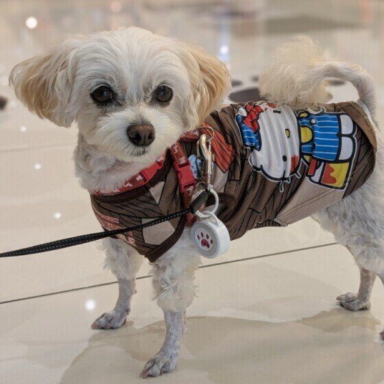 Ｍｉｘ（雑種）小型犬　キティーちゃんのお洋服