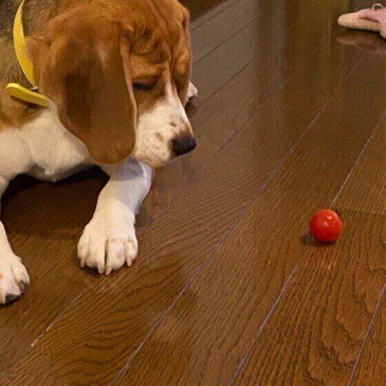 獣医師監修 犬にトマトを与えるときは注意が必要 与えるメリットとデメリットを解説 いぬのきもちweb Magazine