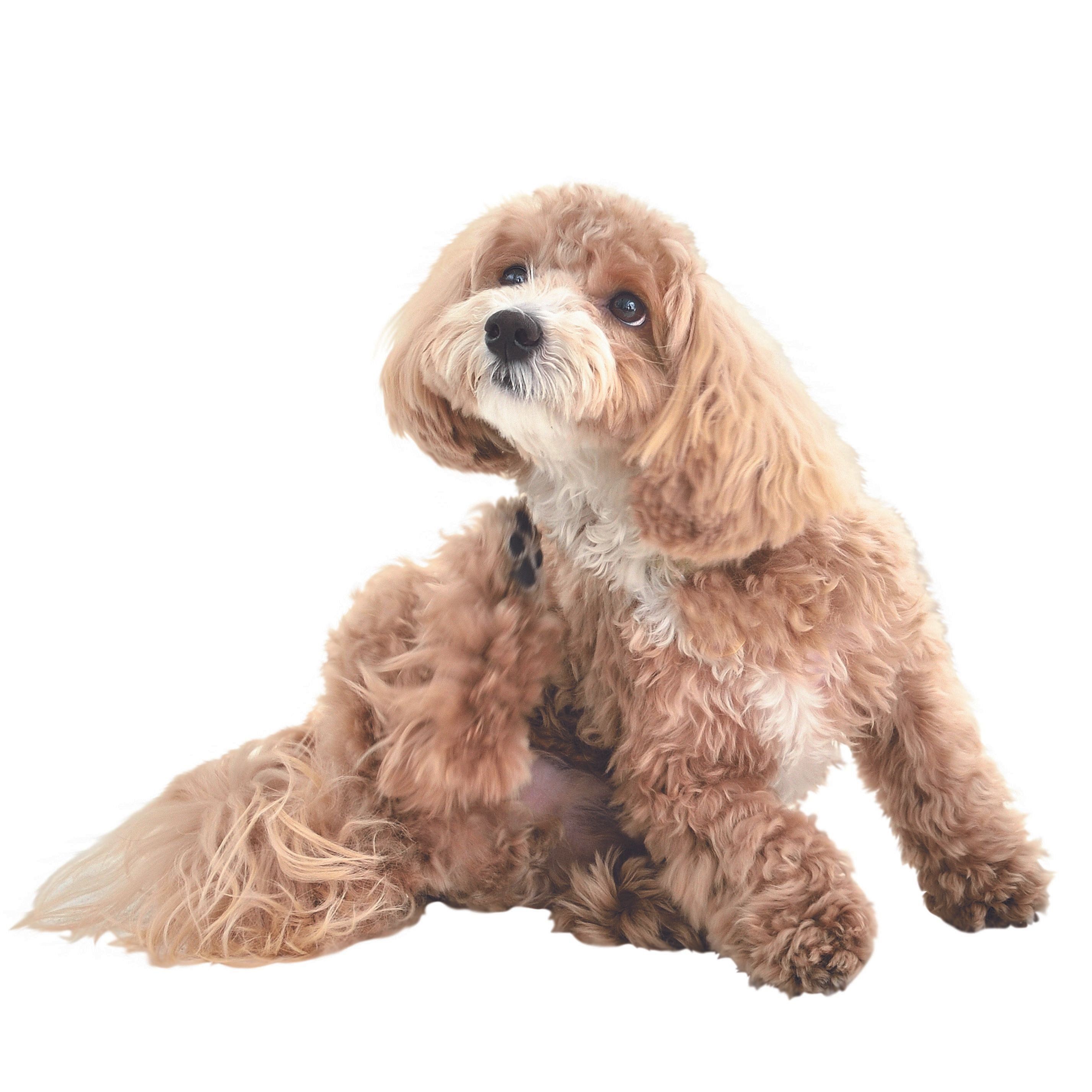 愛犬だけで過ごす時間も必要