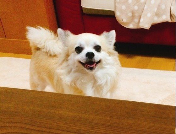 ジャンボチワワ