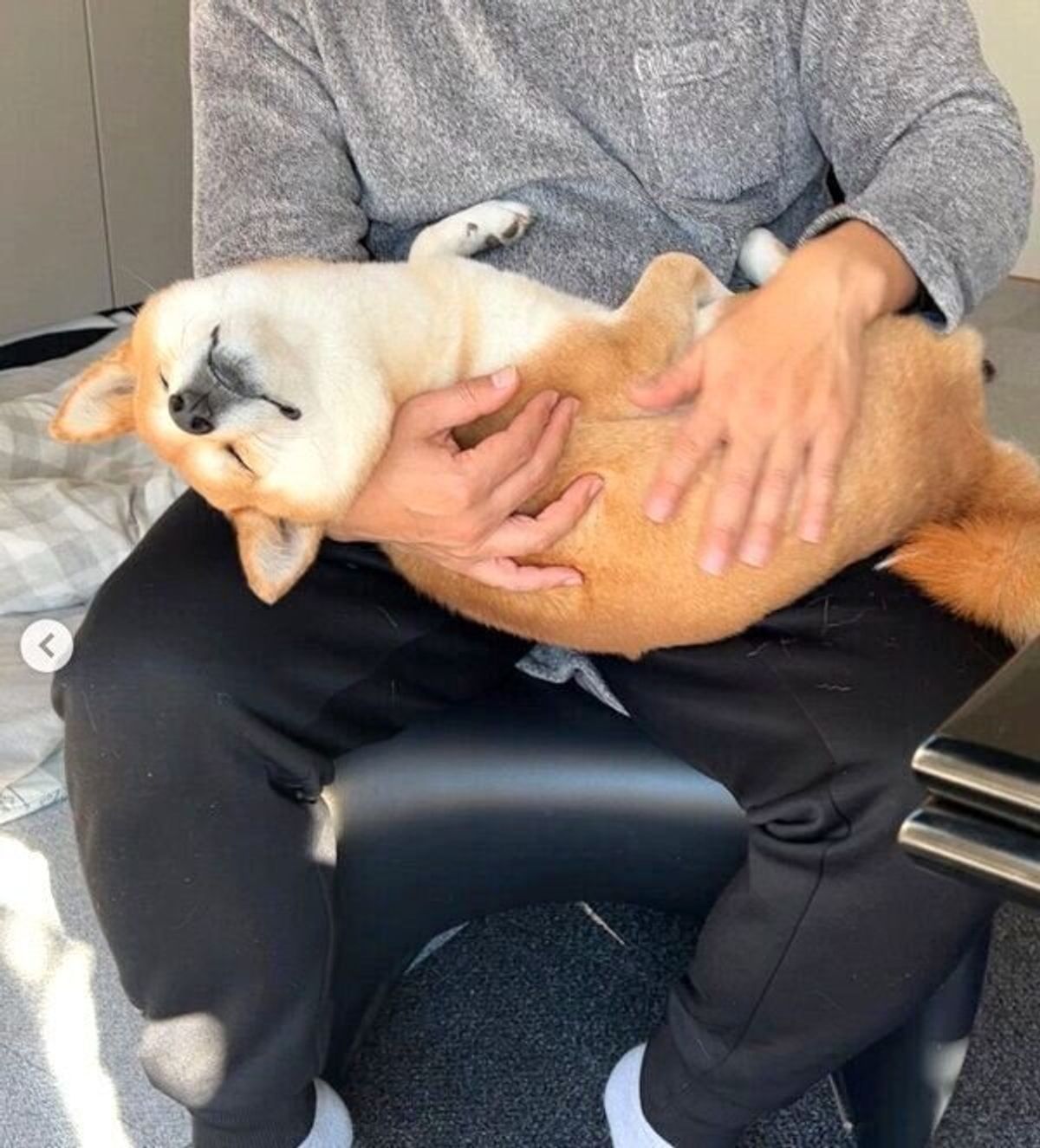 お父さんの抱っこ ナデナデを堪能する犬 最高に幸せ と気持ちが顔に出ちゃう いぬのきもちweb Magazine お父さんの抱っこ ナデナデを堪能する犬 最高に幸せ と気持ちが顔に出ちゃう いぬのきもちweb Magazine