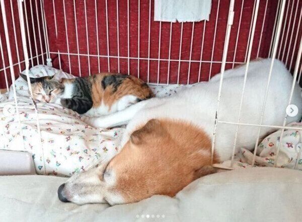 ひとつのケージをめぐり微笑ましいやりとりを見せるコロちゃん、チコちゃん