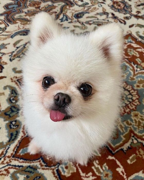 おやつに目を輝かせるララちゃん