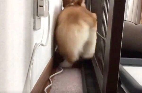 ものすごいスピードで後ろ向きに歩き出すいろはちゃん