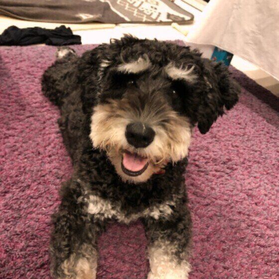 ピンク色の絨毯の上に腹這いになり、顔をあげて笑っている黒いミニチュア・シュナウザー（口の周りと足先、まゆ毛は白）