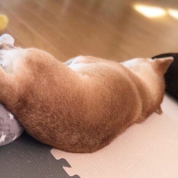 寝相が悪いももちゃん