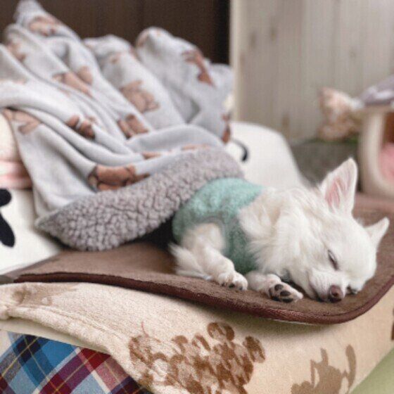 チワワのミルクくん