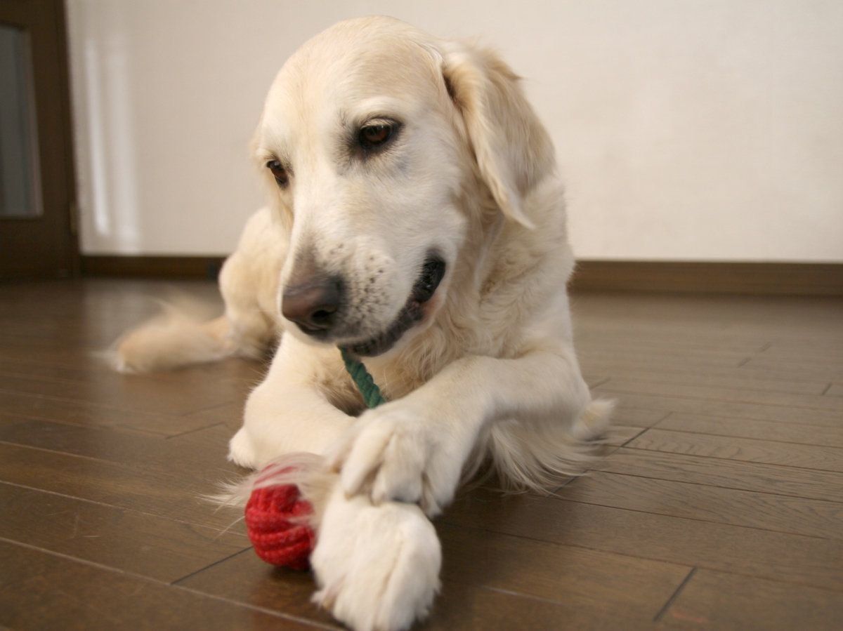 いぬのきもちふろくレポート