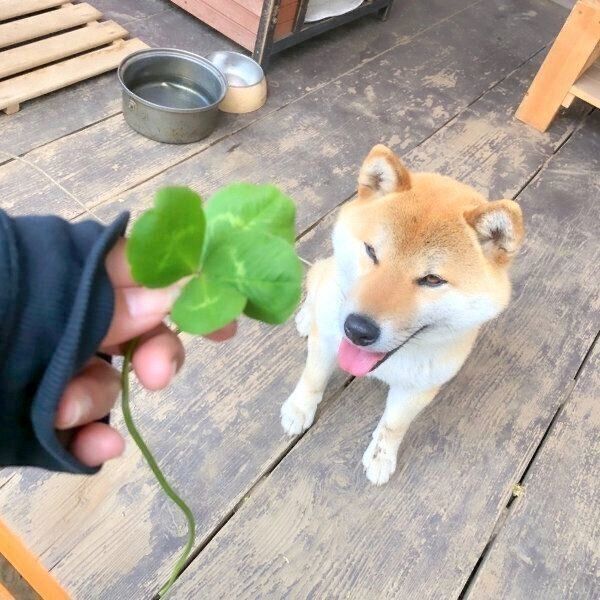 四葉のクローバーを見るそらくん