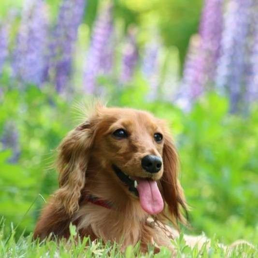 獣医師監修 小型犬人気ランキング 飼いやすさ 飼い方のポイントも解説 いぬのきもちweb Magazine 獣医師監修 小型犬人気ランキング 飼いやすさ 飼い方のポイントも解説 いぬのきもちweb Magazine