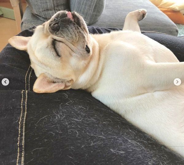 ソファでヘソ天するフレンチ・ブルドッグ