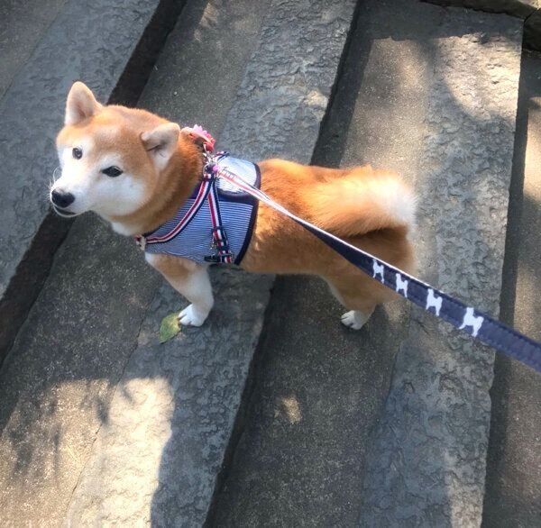 散歩するりんちゃん