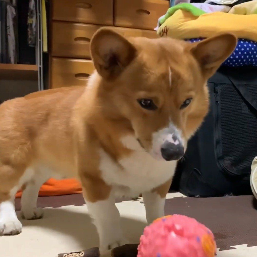 不思議そうなコナンくん