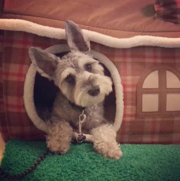 見つめるミニチュア・シュナウザー