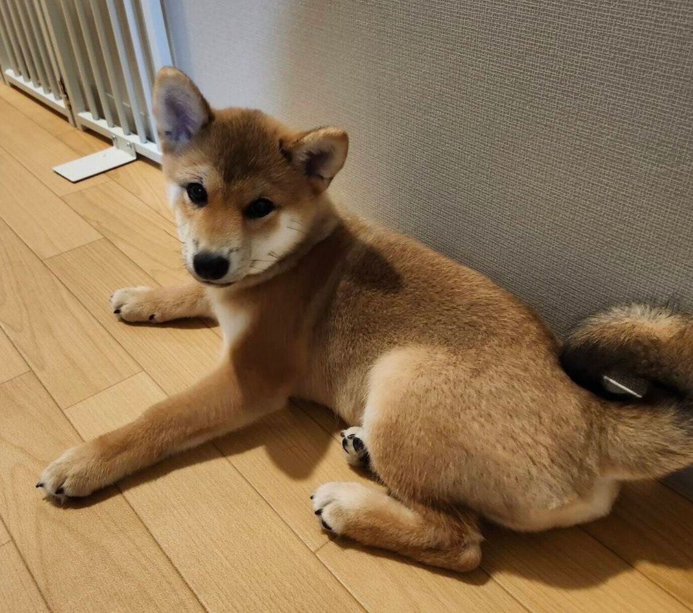 成長して手足が長くなっているなっちゃん
