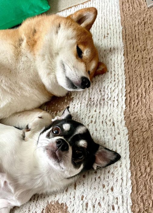 仲良くホットカーペットでまったりするあずきちゃん、いくらちゃん