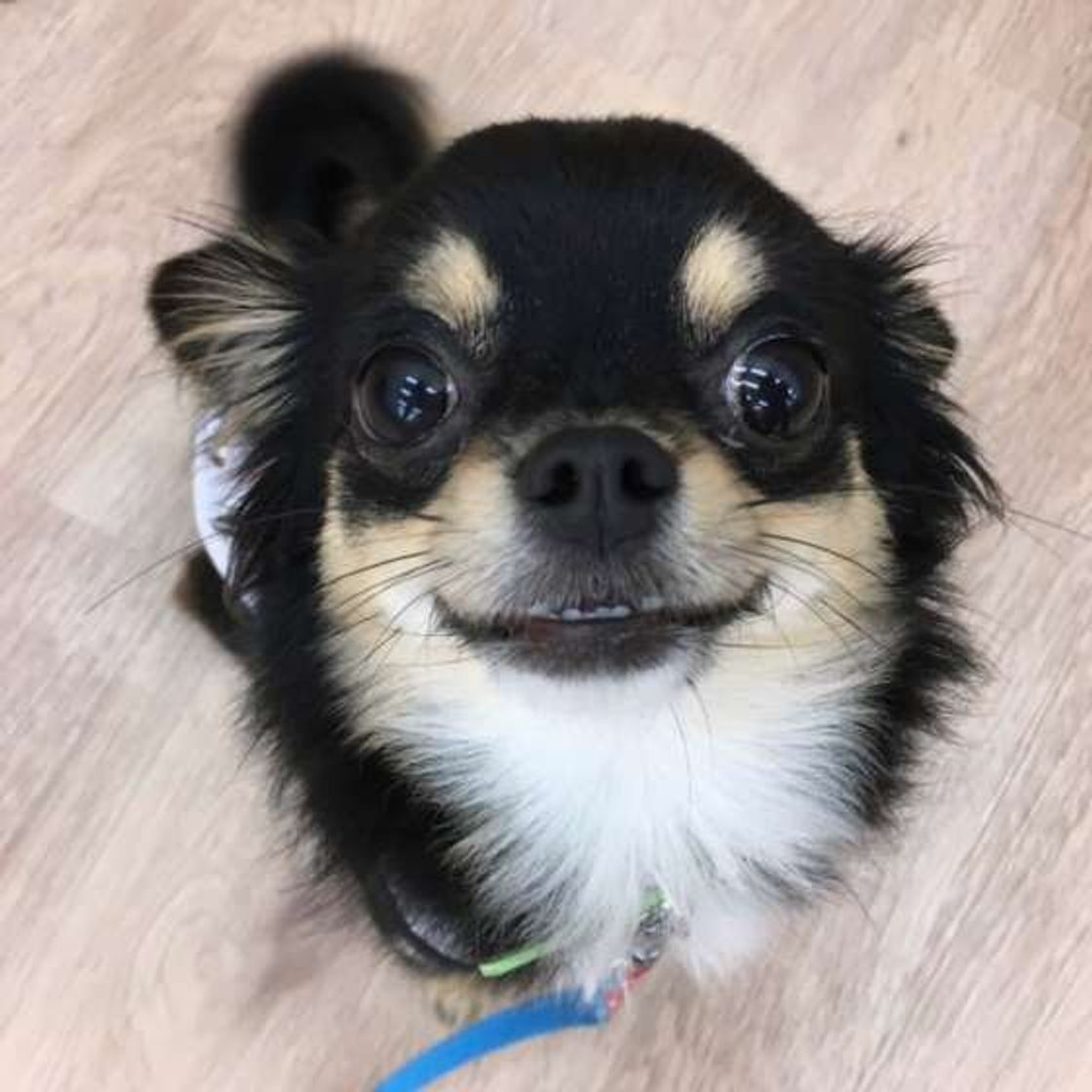 犬が 耳ペタ する4つの理由 飼い主さんのそばで落ち着くから 犬が耳をペタンと後ろに倒すワケを解説 いぬのきもちweb Magazine 犬が 耳ペタ する4つの理由 飼い主さんのそばで落ち着くから 犬が耳をペタンと後ろに倒すワケを解説 いぬのきもちweb Magazine