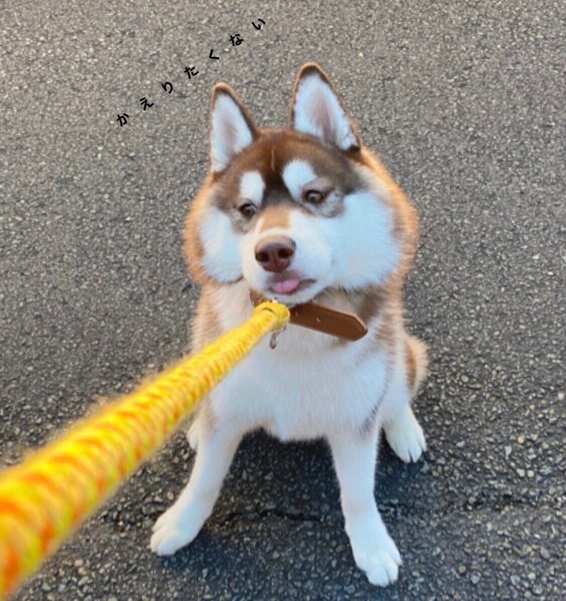 散歩拒否中のくーちゃん