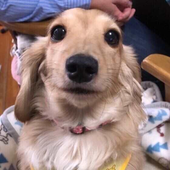 見つめるミニチュア・ダックスフンド