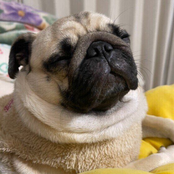 眠そうなパグ
