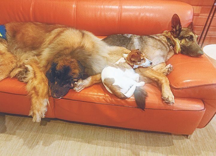 ほかに場所があいていても、上に乗ったりくっついたり、いっしょに眠ることが多い３頭