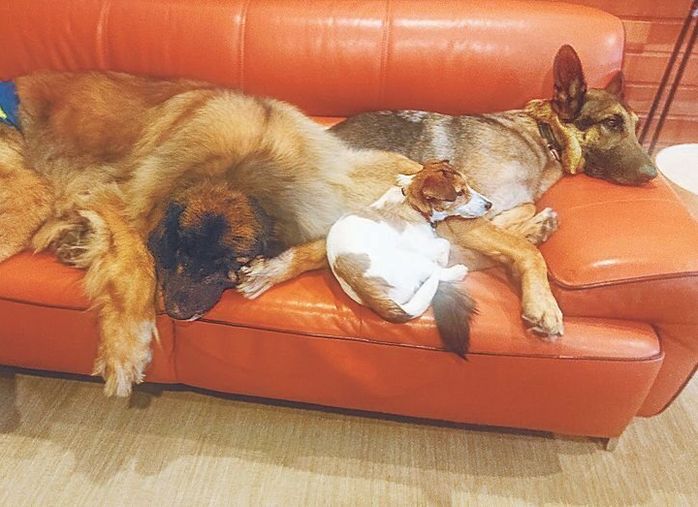 ほかに場所があいていても、上に乗ったりくっついたり、いっしょに眠ることが多い3頭