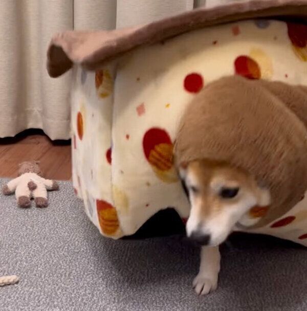 「おやつ」と聞いて、焦って出てきた文太くん