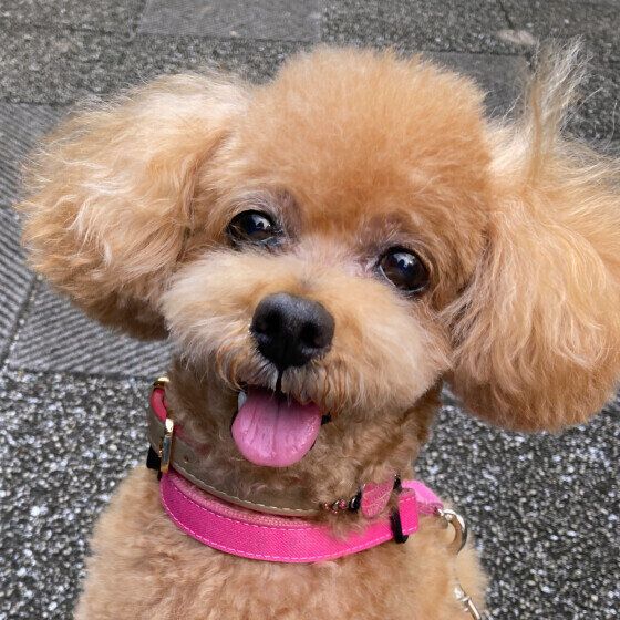 トイ・プードルのモカくん♪