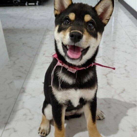 柴のはなちゃん