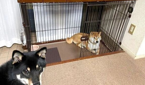 つぶらちゃんがハウスしなければならないのに、無関係なこてまる先輩がハウスする様子